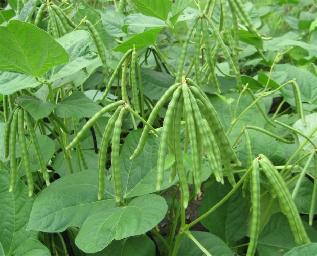 ماش سبز / ماش